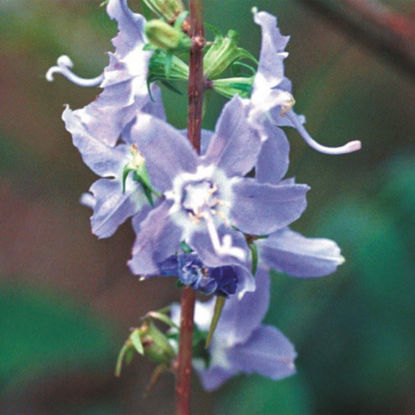 Picture of Tall Bellflower - Seed