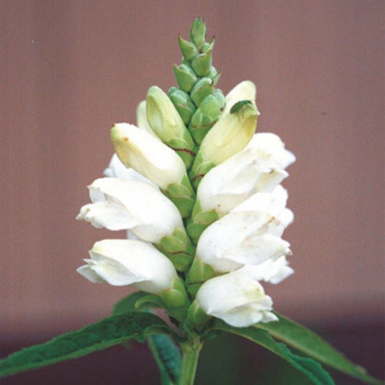 Picture of Turtlehead - Seed