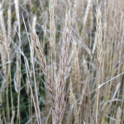 Picture of Virginia Wild Rye - Seed