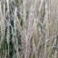 Picture of Virginia Wild Rye - Seed