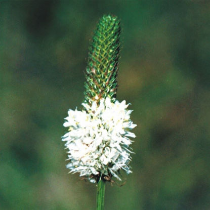 Picture of White Prairie Clover - Seed