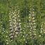 Picture of White Wild Indigo - Seed