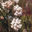 Picture of Whorled Milkweed - Seed