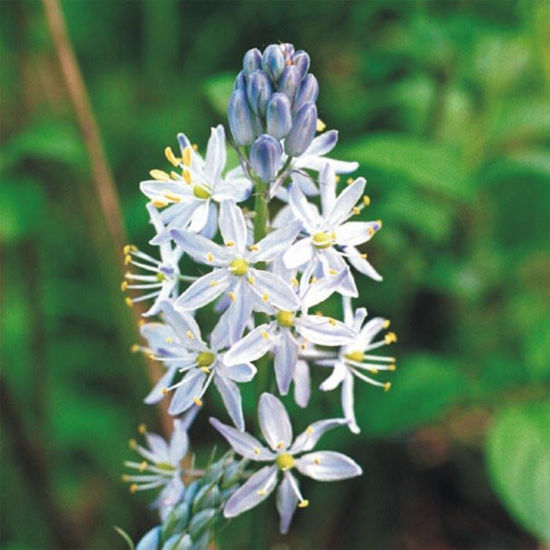 Picture of Wild Hyacinth - Seed