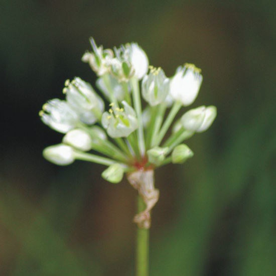 Picture of Wild Leek - Seed