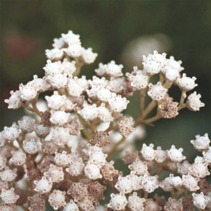 Picture of Wild Quinine - Seed