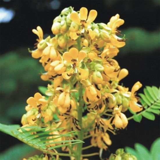Picture of Wild Senna - Seed