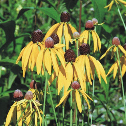 Picture of Yellow Coneflower - Seed