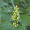 Picture of Zig Zag Goldenrod - Seed