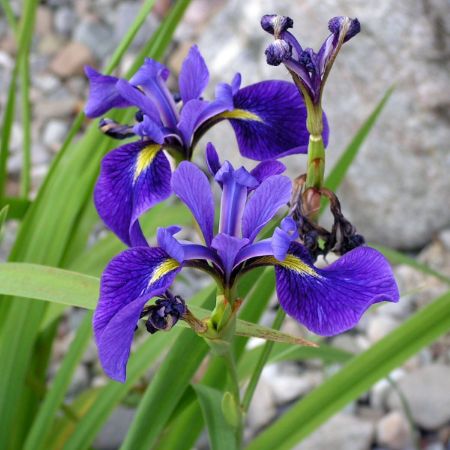 Picture for category Plants - Preorder for Urban Ecology Center Washington Park Sunday May 25