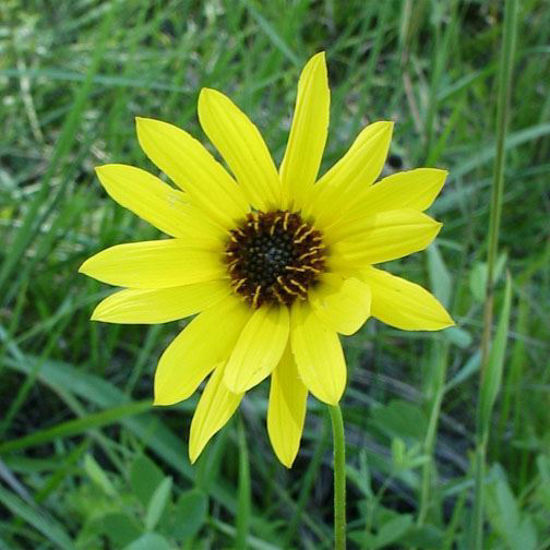 Picture of Showy Sunflower - Plant