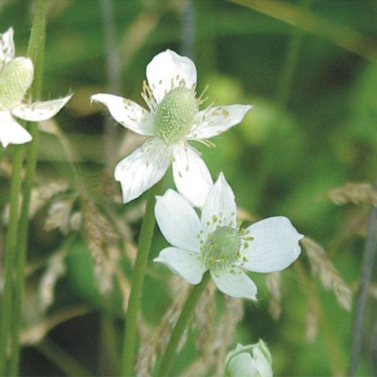 Picture of Thimbleweed - Seed