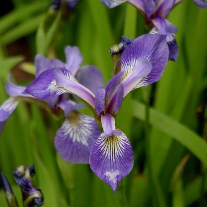 Picture of Wild Iris - Seed