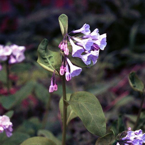 Picture of Virginia bluebell - Plant