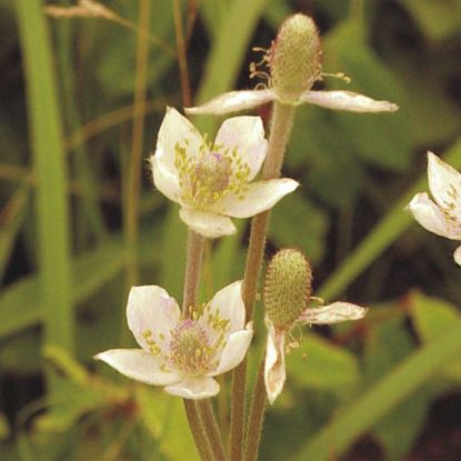 Picture of Tall Thimbleweed - Seed