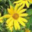 Picture of Wild Jerusalem Artichoke - Plant