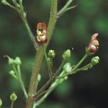Picture of Early Figwort - Seed