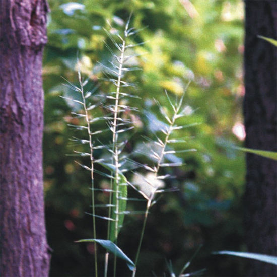 Picture of Bottlebrush Grass - Plant
