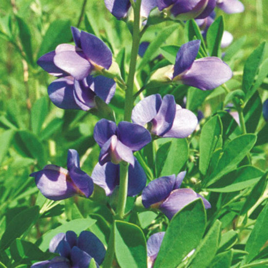 Picture of Blue Wild Indigo - Plant
