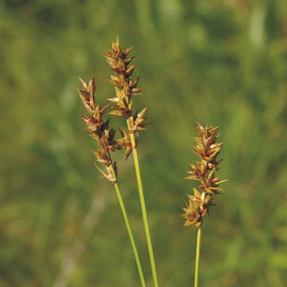 Picture of Brown Headed Fox Sedge - Plant