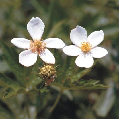 Picture of Canada Anemone - Plant