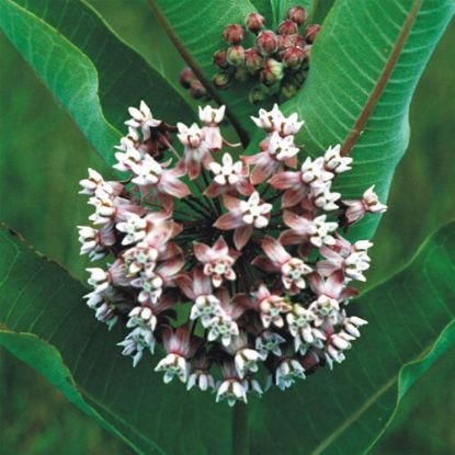 Picture of Common Milkweed - Plant