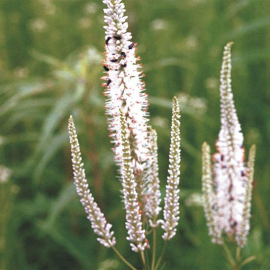 Picture of Culver's Root - Plant