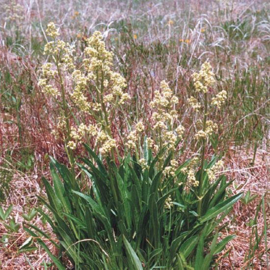 Picture of Edible Valerian - Plant