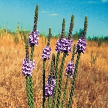 Picture of Hoary Vervain - Plant