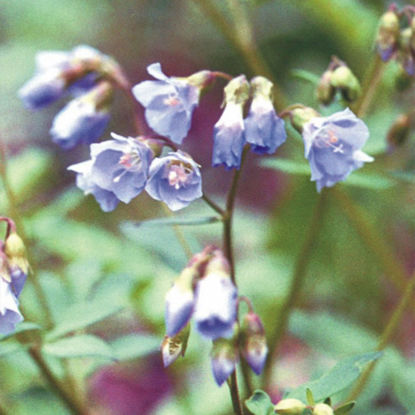 Picture of Jacob's Ladder - Plant