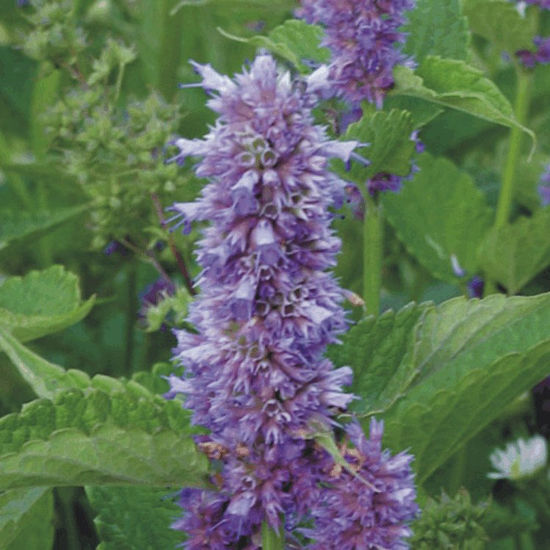 Picture of Lavender Hyssop - Plant