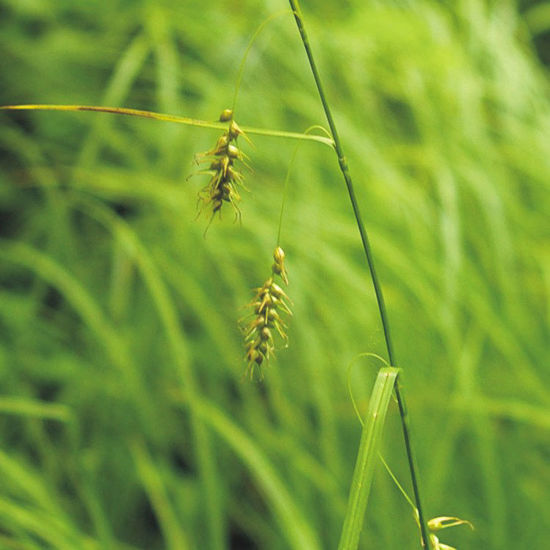 Picture of Long-Beaked Sedge - Plant