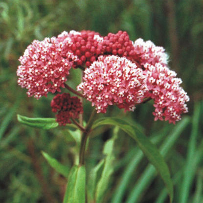 Picture of Marsh Milkweed - Plant