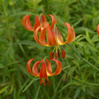 Picture of Michigan Lily - Plant