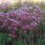 Picture of Prairie Smoke - Plant