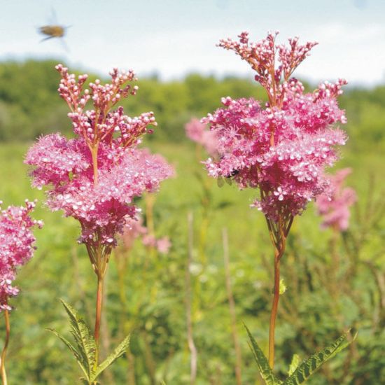 Picture of Queen of the Prairie - Plant