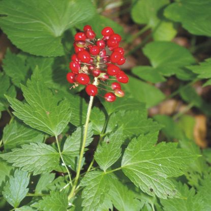 Picture of Red Baneberry - Plant