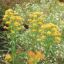 Picture of Riddell's Goldenrod - Plant