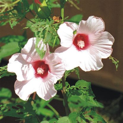 Picture of Rose Mallow - Plant - copy