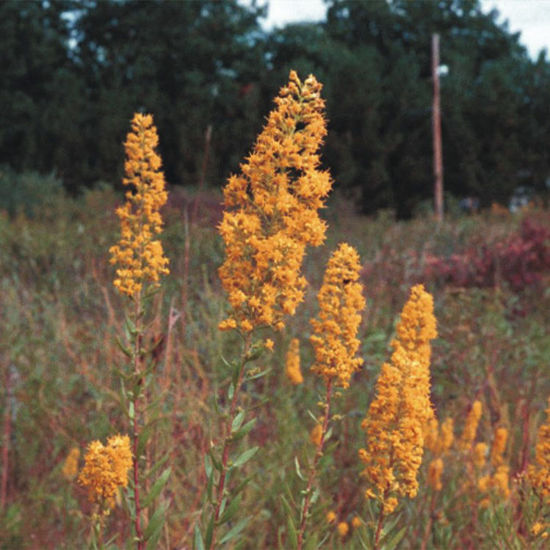Picture of Showy Goldenrod - Plant