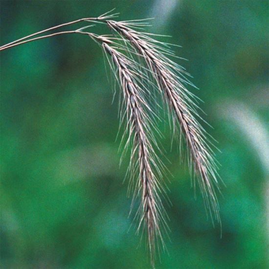 Picture of Silky Rye Grass - Plant