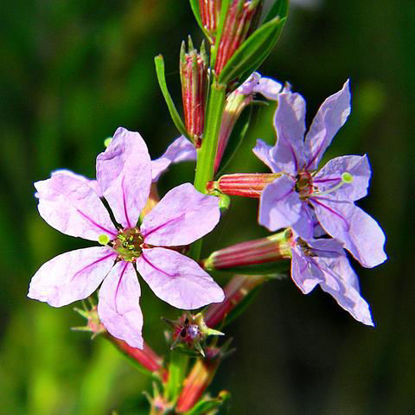 Picture of Winged Loosestrife - Plant