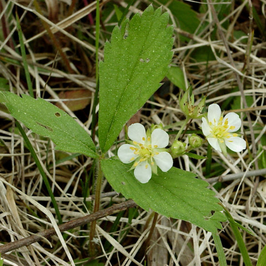 Picture of Wild Strawberry - Plant
