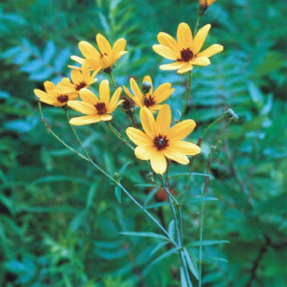 Picture of Tall Coreopsis - Seed