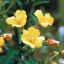 light yellow bloom - Evening Primrose plant