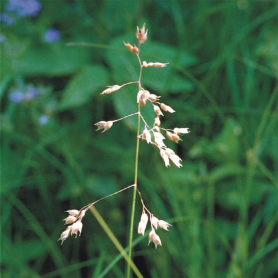 Picture of Sweet Grass - Plant
