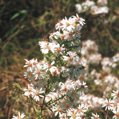 Picture of Frost Aster - Seed