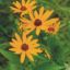 Picture of Sweet Black Eyed Susan - Seed