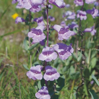 Picture of Grand Penstemon - Seed