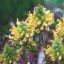 Picture of Wood Betony - Seed